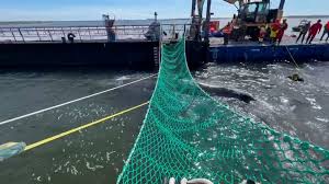 Ostsee-Drama im Live-Ticker: WALELUJAH! Teil 1 der Rettung von Timmy geschafft