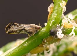 asiatic citrus psyllid ile ilgili görsel sonucu