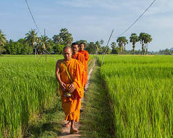Image of Monks walking through a golden rice field in Cambodia