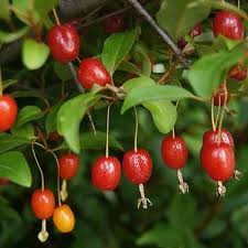 Image result for goumi