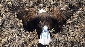 CO rancher pleaded guilty to poisoning coyote, bald eagles ...