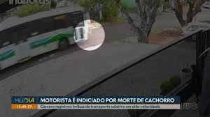 Bus driver indicted over dog's death in Cascavel, Paraná