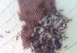 Image result for wooly bears