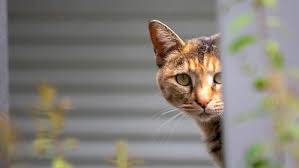 Abandon D'animal : la rencontre qui retient son souffle — image 3