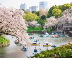 千鳥ヶ淵緑道の桜の画像