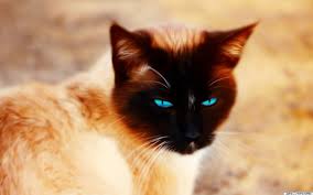 Bildergebnis für orangene katze