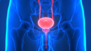 A Study on the Effects of Various Mutations on the Androgen Receptor, Key in Prostate Cancer