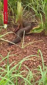 Cobra de grande porte assusta engenheiro agrônomo em plantação de milho no Tocantins
