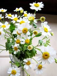 Image result for feverfew