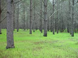 Image result for Tree plantation