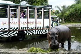 Hasil gambar untuk bali safari marine park