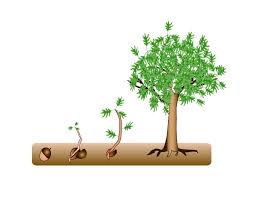 Image result for images for sapling growing from seed