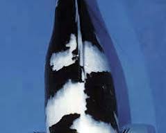 Image of Shiro Utsuri koi fish