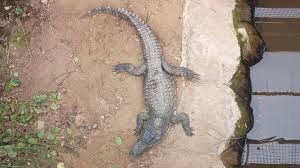Johnsons zoo crocodile enclosure reopens after child attacked