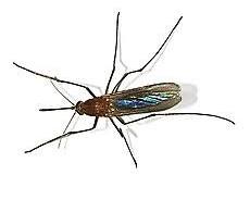 Image of כולכית מצויה (Culex pipiens) mosquito