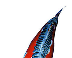 Image of Shusui koi fish