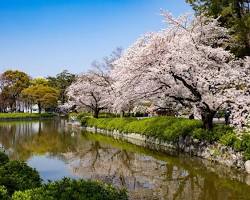 名城公園 桜の画像