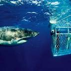 One Day Trips - Shark Cage Diving Cape Town