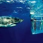 Shark Cage Diving in Gansbaai South Africa Great White Shark