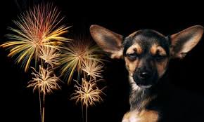 Resultado de imagen de animal asustado ruido