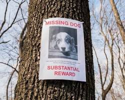 Image of person holding up a lost pet flyer