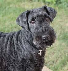 Γιατί χρησιμοποιείται ο Kerry Blue Terrier;