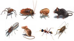 Image result for pest control