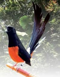 Hasil gambar untuk murai batu