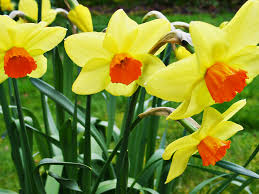 Image result for daffodils