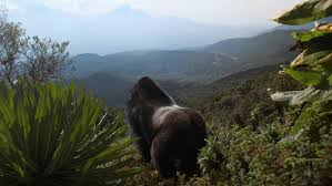 A fragile comeback: David Attenborough’s ‘A Gorilla Story’ reveals a rare conservation success