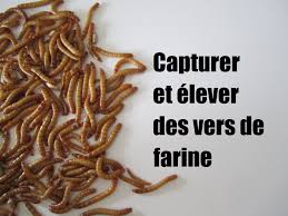 Résultat de recherche d'images pour "vers de farine"