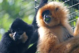 Image result for gibbon