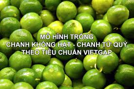 Kết quả hình ảnh cho CAY CHANH TU QUY