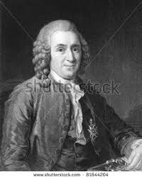 Image result for linnaeus