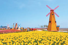 Image result for 鬱金香