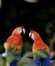 2 parrots singing and talking teapot