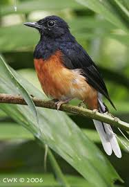 Hasil gambar untuk murai batu