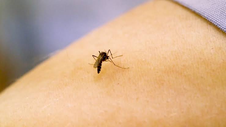 Two West Nile virus deaths reported in central North Carolina; CDC confirms 11 more cases statewide this year