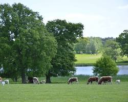 Image of Livestock grazing beyond HaHa