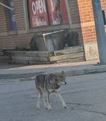 Port Credit resident crossing against red light | Toronto, ON