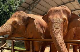 Guardian of the Earth 🌏 Zoolunteer di Zoo Melaka 🐾 Pelajar KMSS bukan sekadar datang melihat haiwan, tetapi turut menyumbang tenaga sebagai sukarelawan alam. Pelajar dipecahkan kepada 6 kumpulan utama: 🐐 Petting