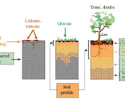 Image of Soil formation over time