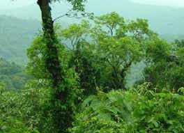 Resultado de imagen para BOSQUES DE MISIONES}