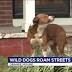 Roaming dog in Memphis bites runner