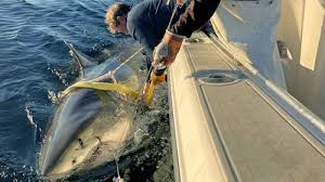 Record-breaking white shark may be heading to Mass. after months off radar
