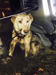 GSPSA - Georgian Society for the Protection and Safety of ...