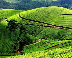 Munnar tea plantations