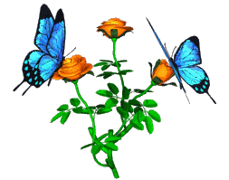butterfly