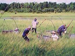Kết quả hình ảnh cho Chim Hac images