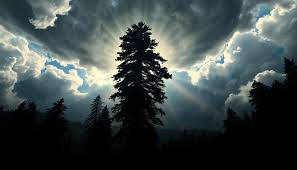 Massive Redwood Tree Explodes After Lightning Strike in Santa Rosa